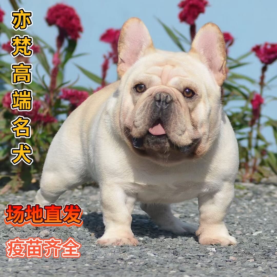 纯种法斗幼犬法国斗牛犬小型法斗活体蓝牛黑牛奶油色法斗-阿里巴巴