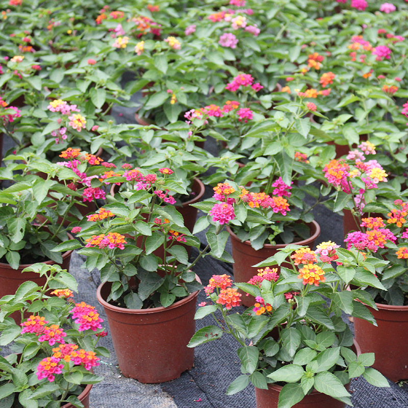 庭院驱蚊逐蝇植物盆栽五色梅 逐蝇花 耐热花期长全年开花驱蚊花卉