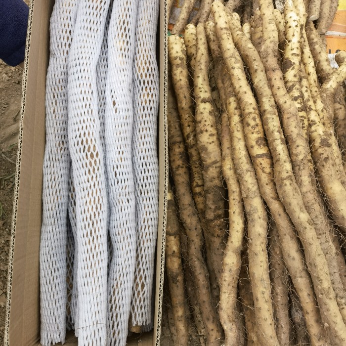 河南焦作温县土特产垆土铁棍山药铁杆新鲜5斤好吃粉糯淮山药-阿里巴巴