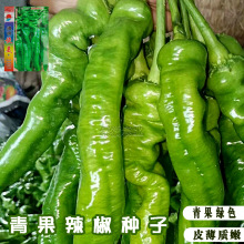山东特辣超辣妹子秧苗线椒青椒螺丝椒甜椒尖椒种子籽盆栽蔬菜