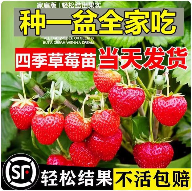 四季草莓苗盆栽好养红颜奶油白草莓苗带土穴盘果苗天使大苗南北方