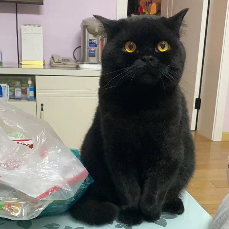 ly英短黑猫活体纯种黑煤球高地孟买猫幼猫短毛宠物曼基康矮脚猫幼