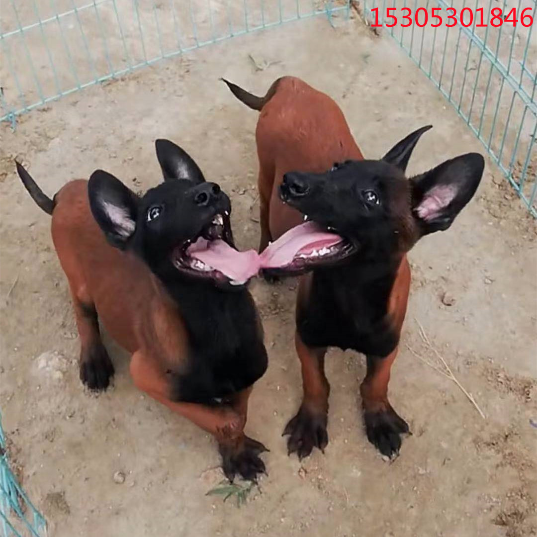 出售红马犬活体幼犬高动力红马犬家庭伴侣犬放牧牛羊看家护院狗狗