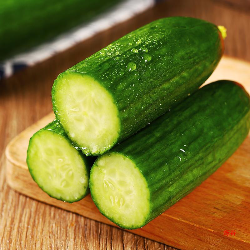 水果小黄瓜荷兰2斤3斤生吃现摘现发新鲜无刺小青瓜批发包邮-阿里巴巴
