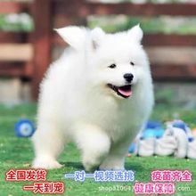 纯种萨摩耶幼犬熊版微笑天使萨摩耶雪橇犬白色家养活体宠物狗狗