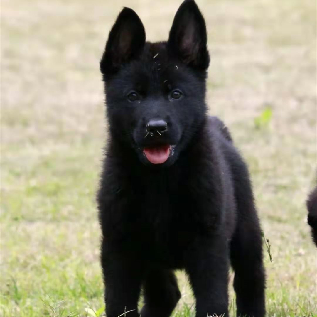 出售东德牧羊犬活体幼犬看家放牧活物狗狗哪里有卖多少一条