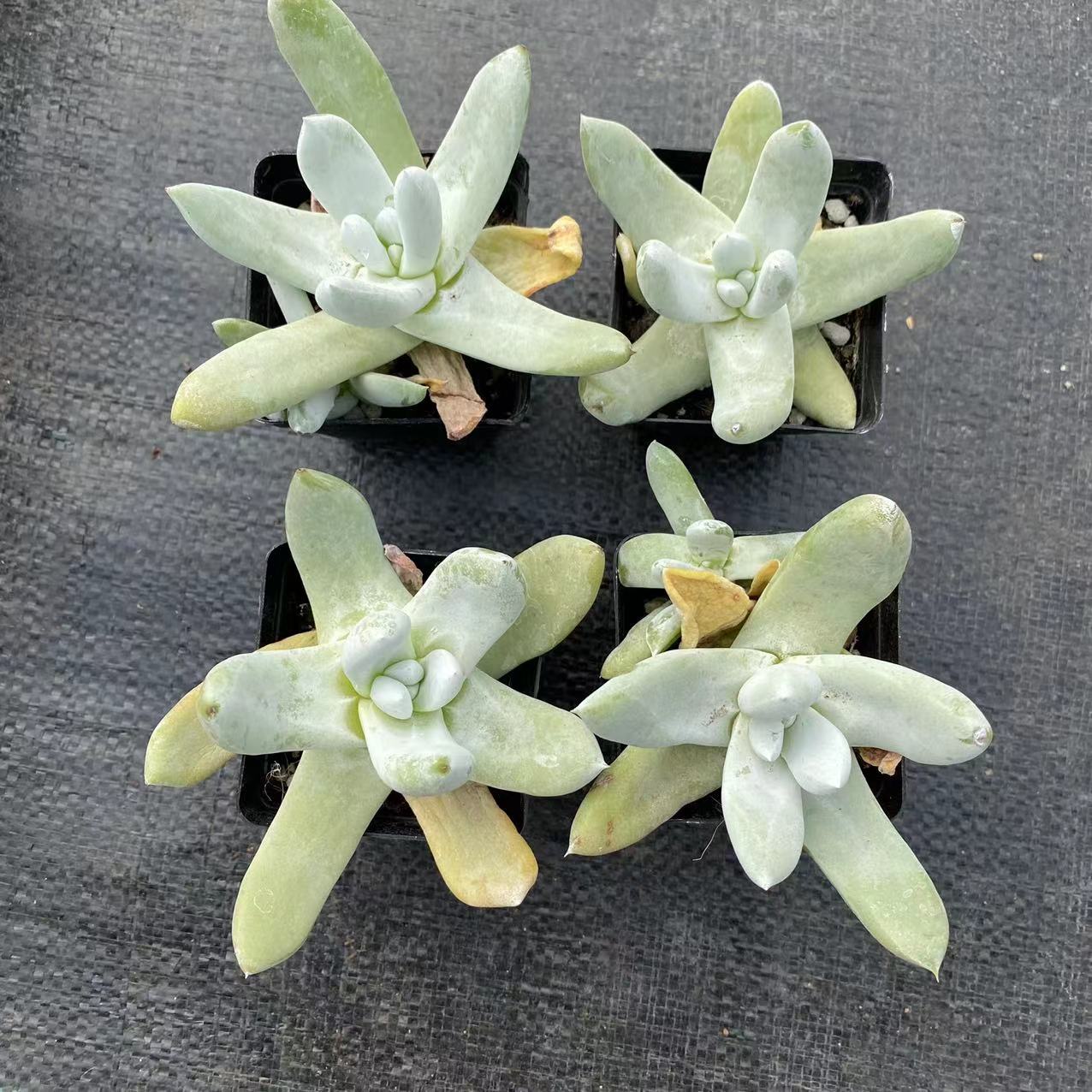 拇指仙女杯 帕奇飞图 实拍7cm盆参考 多肉植物基地直销量大从优