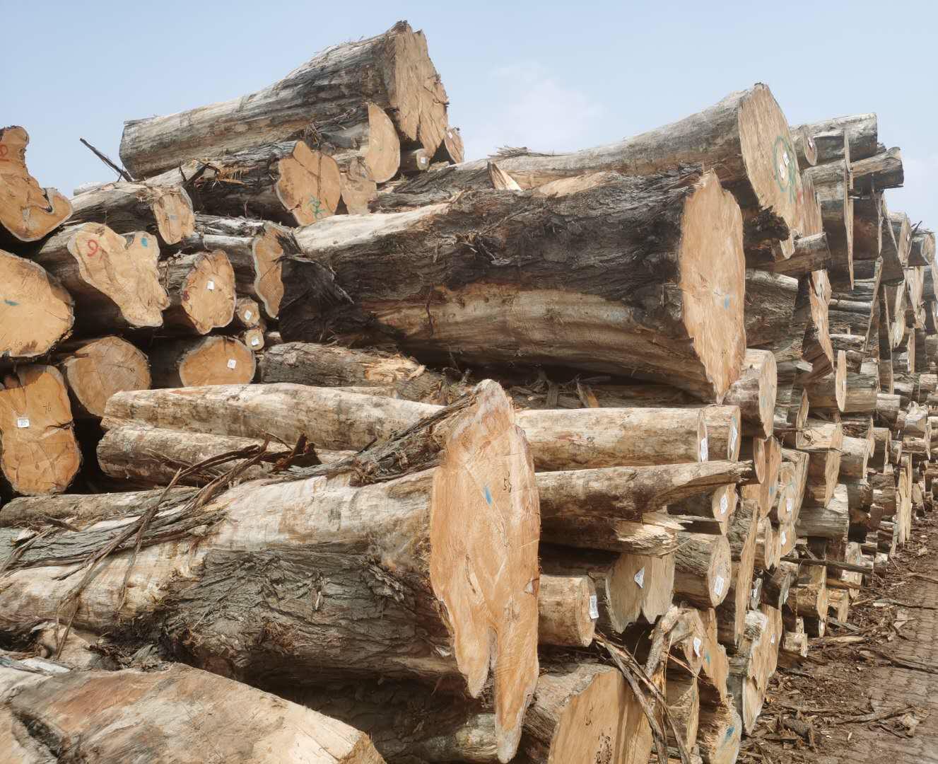 红心柏黄香柏油柏木原木批发棺木寿材防腐古建材柏木实木烘干板材