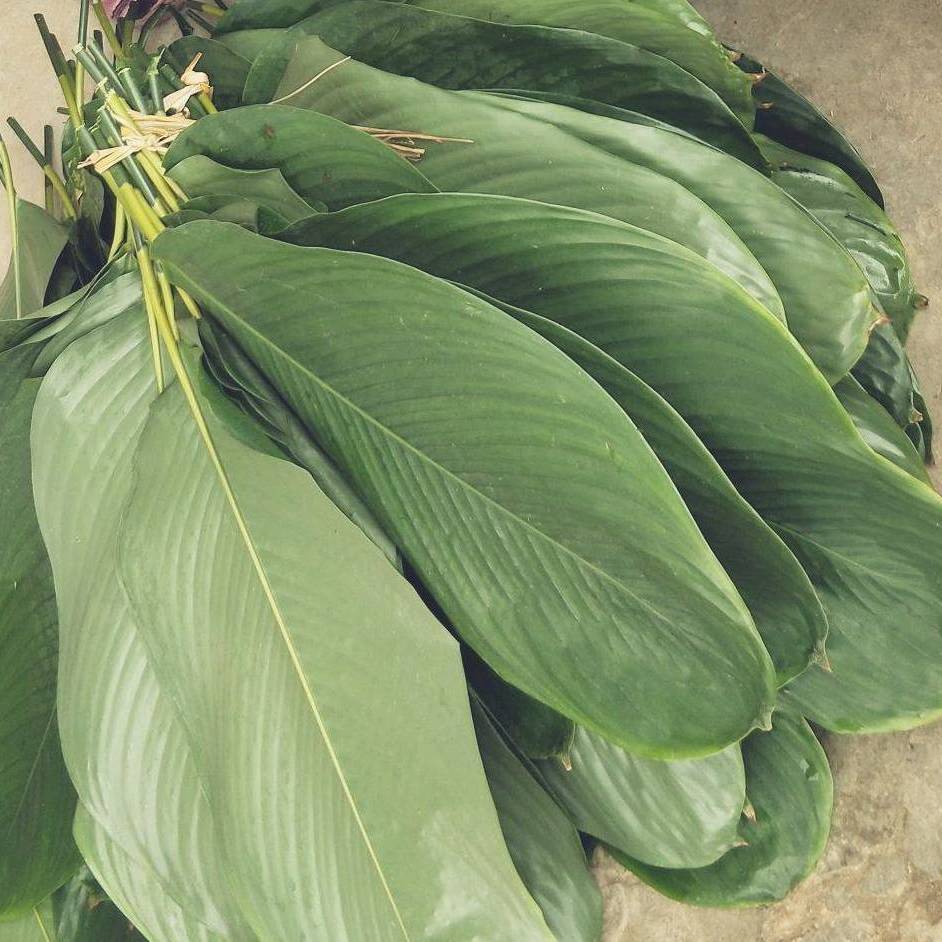 海南粽子叶野生大粽叶新鲜柊叶现摘一把50张左右包邮白沙广西棕叶