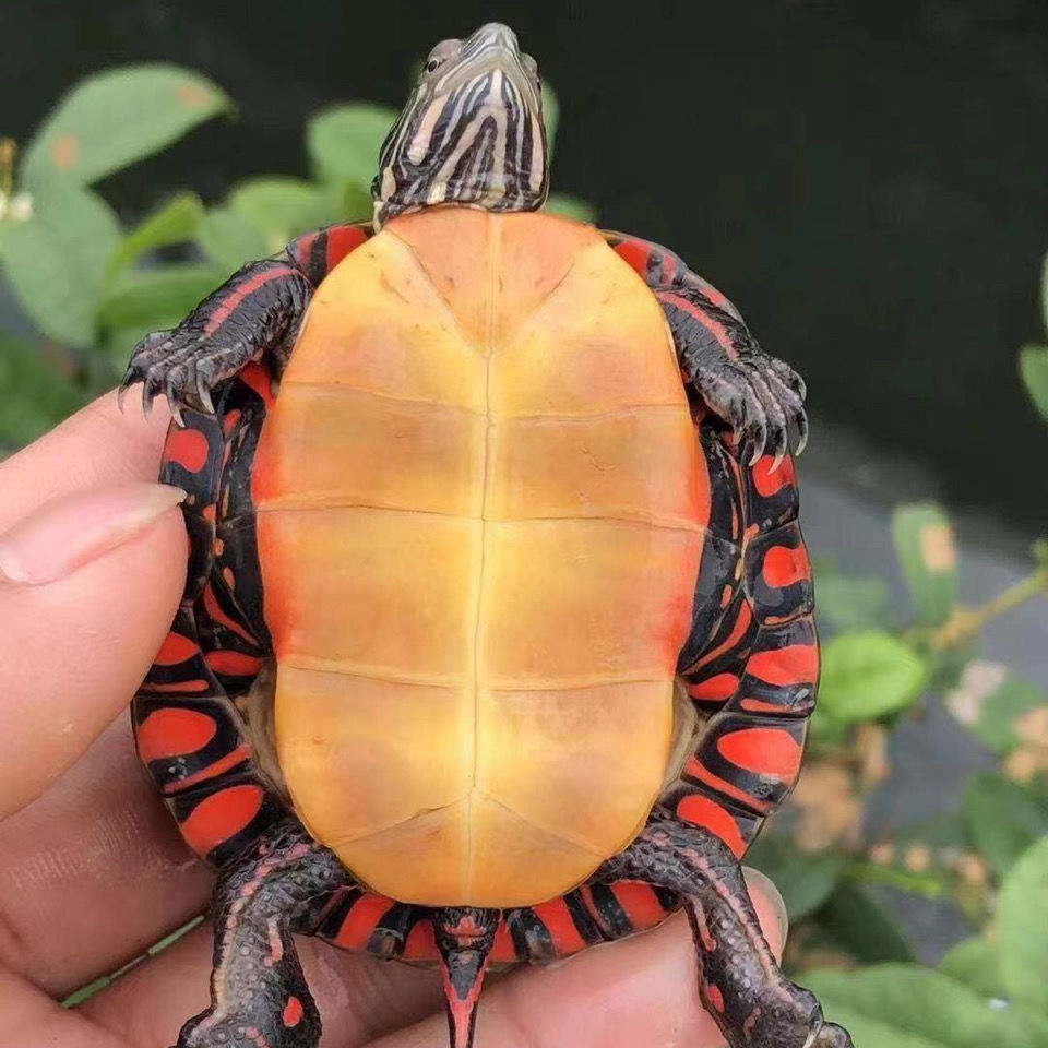 东锦龟活体美国东部锦龟苗深水龟小乌龟宠物龟观赏龟外塘锦大乌龟