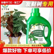 发财树营养液专用肥花肥料室内盆栽植物金钱树土水培通用绿植家用