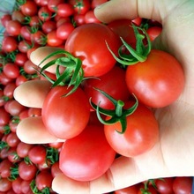 圣女果山东千禧新鲜小番茄现摘现发应季樱桃番茄小柿子新鲜水果儿