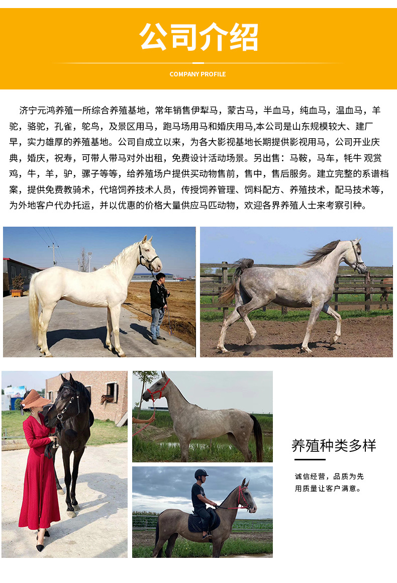 四川资阳马匹多少钱 景点游客骑乘半血马价格 旅游湿地公园小矮马