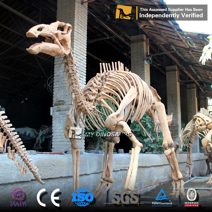 慈母龙骨架 仿真恐龙古生物玻璃钢化石 餐厅景区橱窗摆设模型