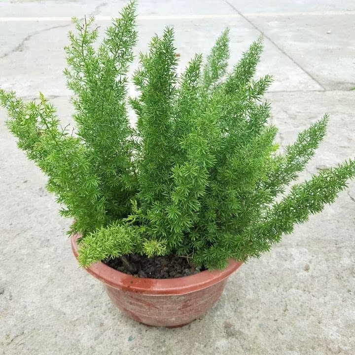 狐尾天门冬盆栽北欧ins风室内喜阴观叶绿植客厅基地纯苗高发货