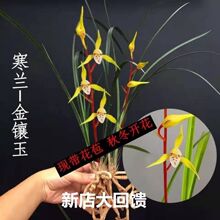 冬带花苞 寒兰 金镶玉 室内盆栽花卉兰花跨境专供代发