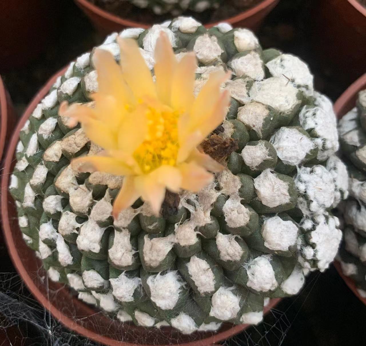 买家服务支付方式欢迎光临花之洋园艺,我们是基地直供多肉植物仙人球