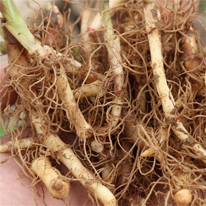 鱼腥草种子-鱼腥草种子厂家,品牌,图片,热帖-阿里巴巴