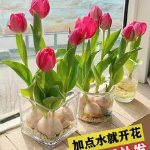 5颗郁金香种球水培花卉植物室内盆栽花卉花苗四季开花种子好养活