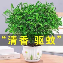 清香胡椒木盆栽花卉室内外驱蚊草植物树苗老桩盆景九里香绿植客厅