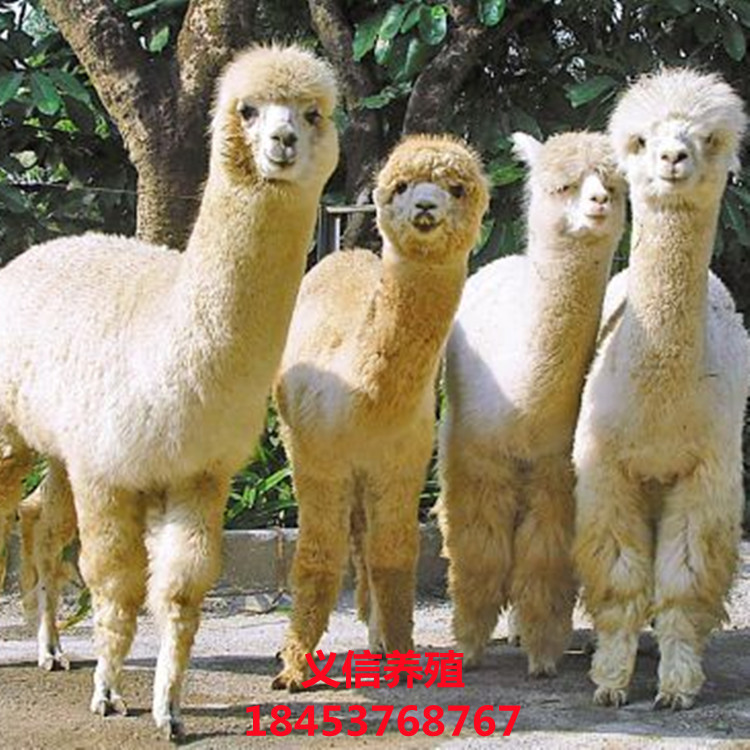 养殖可以多少观赏羊驼