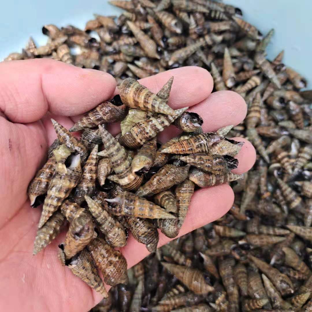 1份2斤海锥海抽海瓜子钉螺鲜活发货可做麻辣小海鲜海嘴嘴