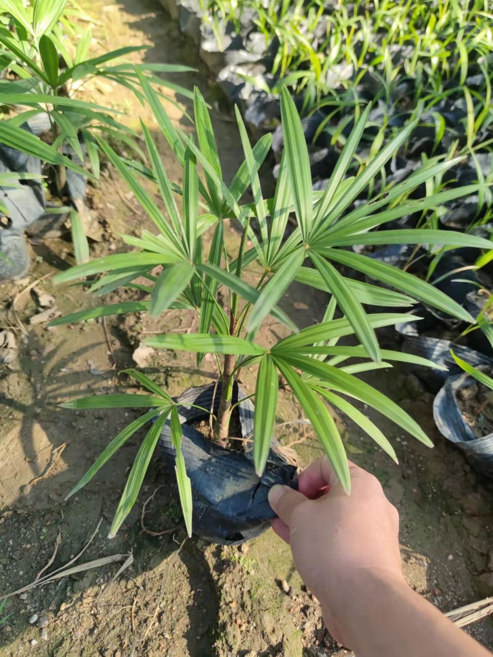 细叶棕竹,小叶棕竹,绿植阴生地被,中山基地供应