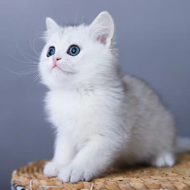 纯种家养英短银渐层幼猫矮脚英短银点金吉拉蓝金渐层宠物猫咪活物