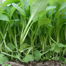 散装鸡毛菜种子 四季可播种小白菜青菜种子庭院花园种植蔬菜种籽
