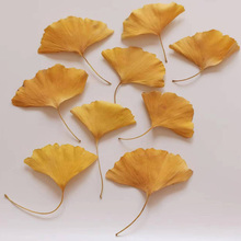 梧桐叶香樟叶枫叶干花标本叶子手工装饰拍摄道具落叶真树叶枯树叶