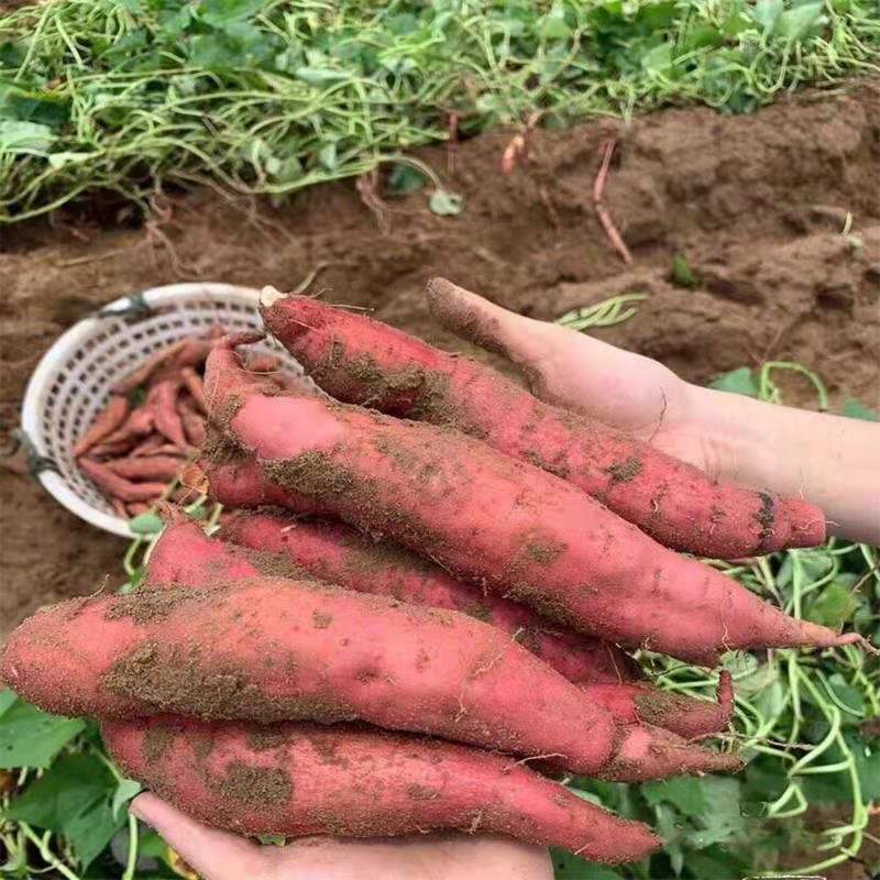 福建六鳌红蜜薯海边红心地瓜大叶红2023年农家沙地红薯5斤包邮