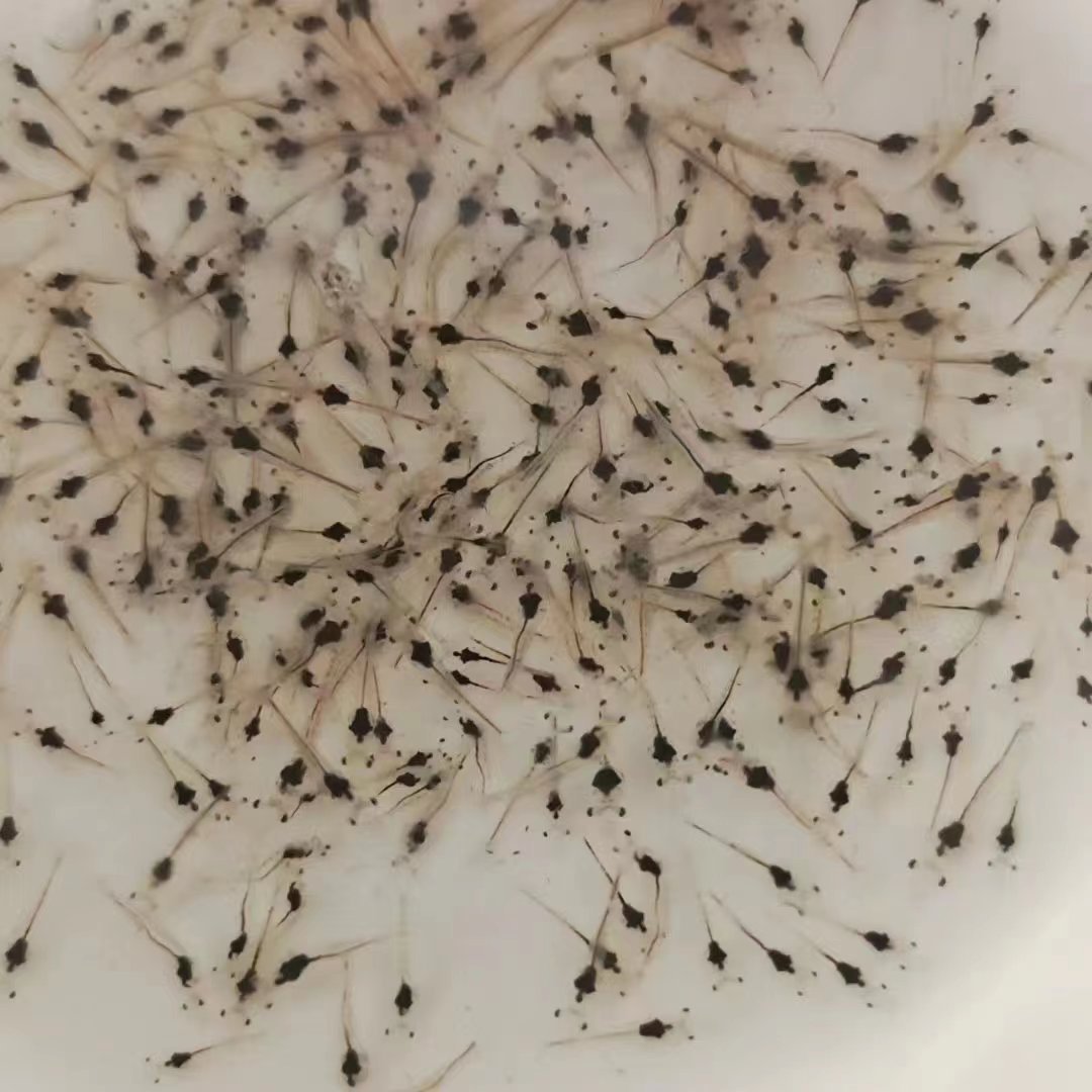 养殖厂供应南美白对虾苗 虾苗淡水虾苗基围虾虾苗一代快大苗