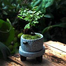 小榆树盆景老桩微型拇指造型盆景办公室内微景观趣味盆栽茶几绿植