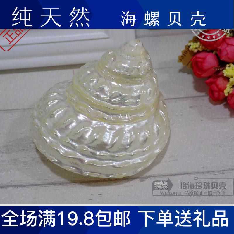 批发荧光珍珠塔螺 夜光塔螺 天然贝壳海螺海星 标本螺