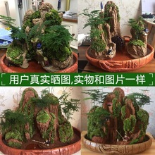 鱼缸假山造景流水版吸水石盆景摆件上水奇石头原植物室内山水经济