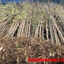 银杏树苗白果苗庭院园林绿化苗木行道树金叶银杏小苗南方北方种植