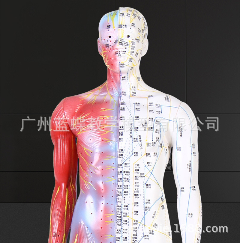 十四经穴模型高85cm中医经络穴位 人体针灸模型半皮半肌解剖模型