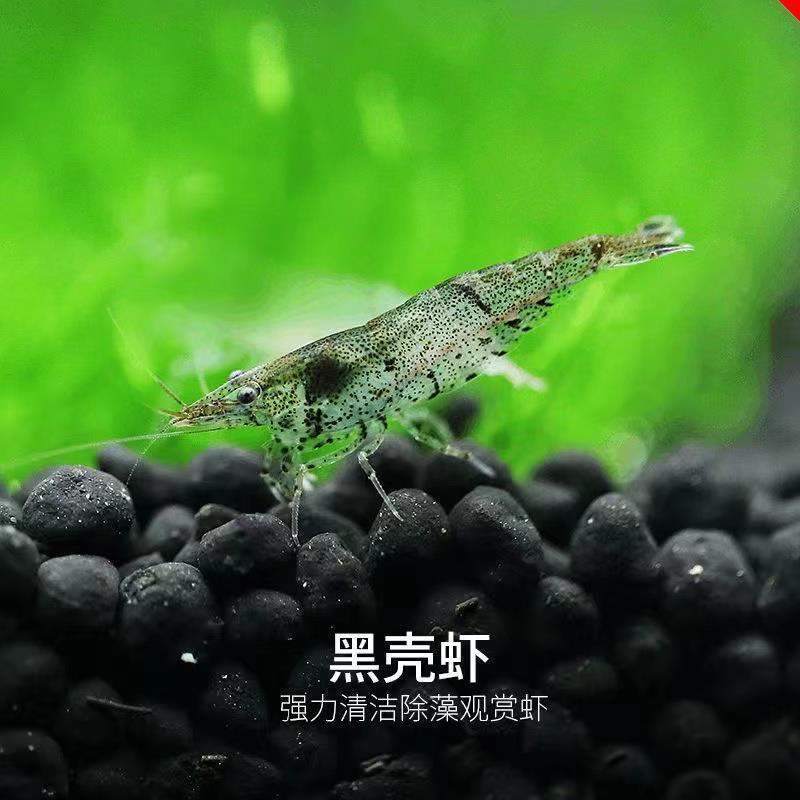 黑壳虾鱼缸水族箱水草缸杂质清洁除藻虾观赏虾宠物活体饲料工具虾