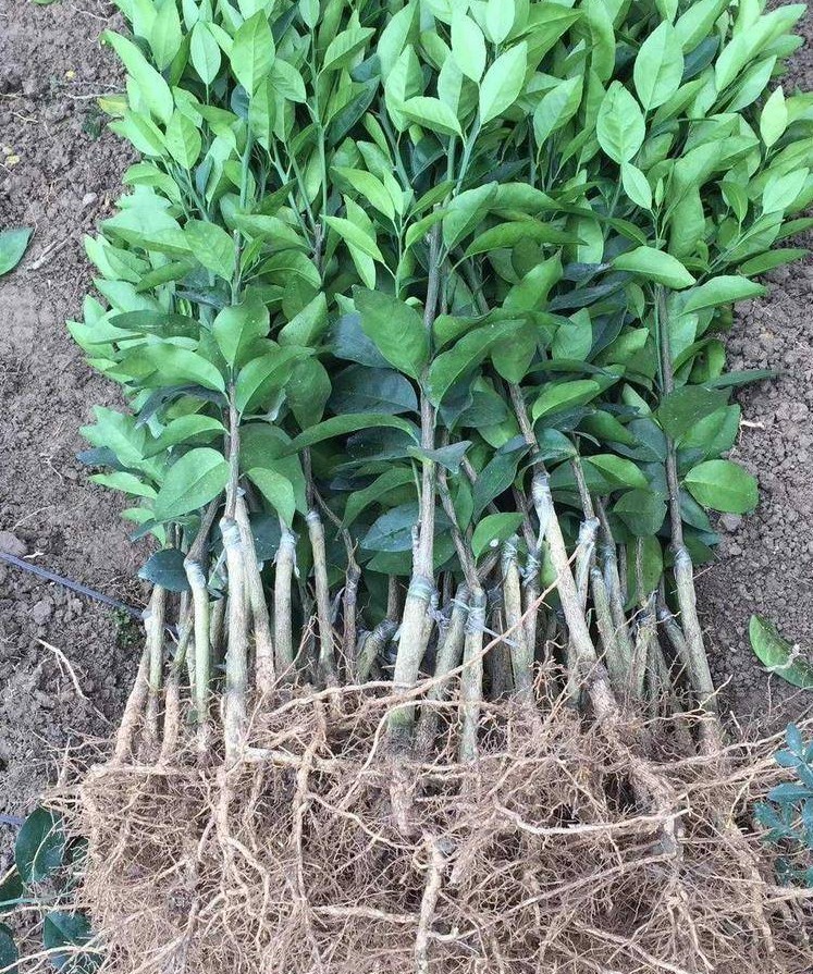 柑橘果树苗 嫁接苗 不知火柑橘苗丑橘丑柑桔苗丑八怪橙子树苗