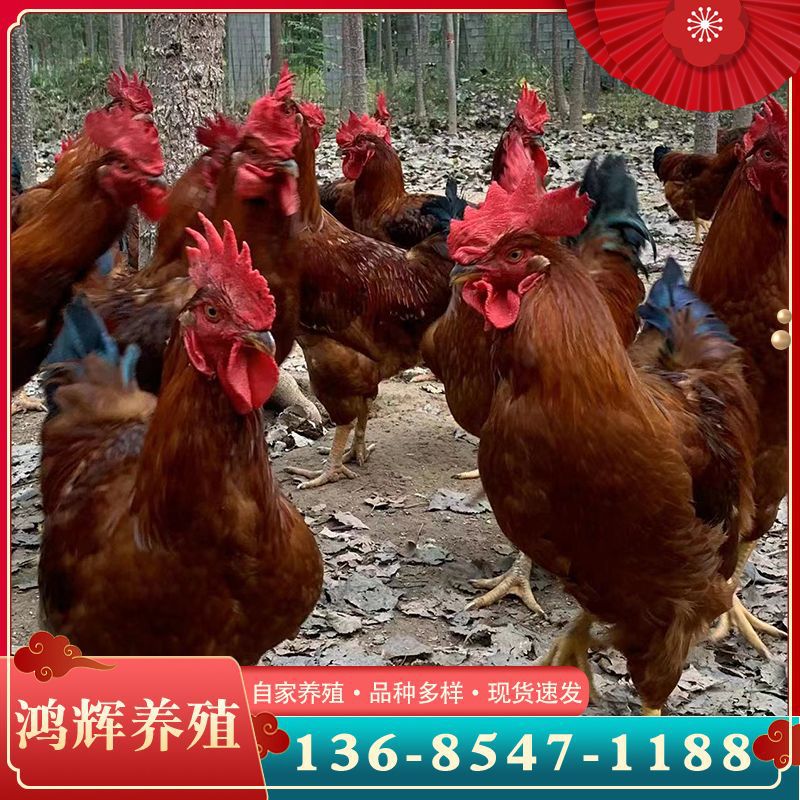 山东孵化场供应大红公鸡幼苗 脱温红玉公鸡苗活体 九斤红鸡苗价格