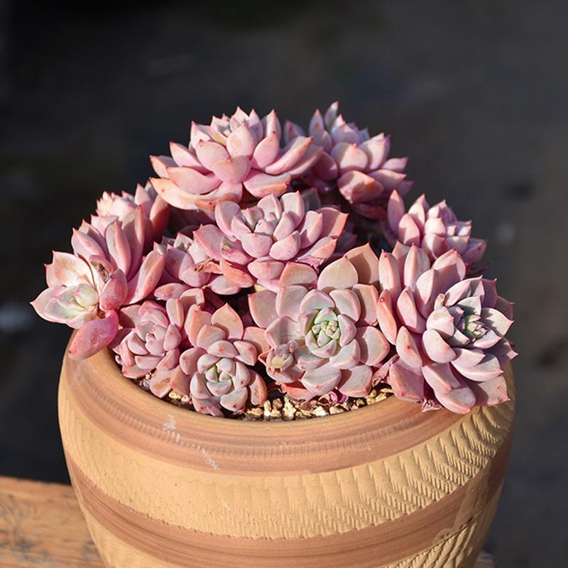 玫瑰多肉红粉佳人精品多肉植物老桩有品好养盆栽花