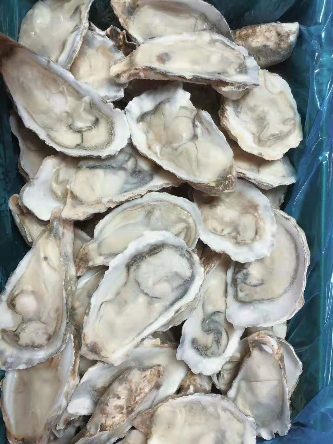 冻货海鲜冷冻品批发黄金贝蓝口贝花甲生蚝扇贝肉