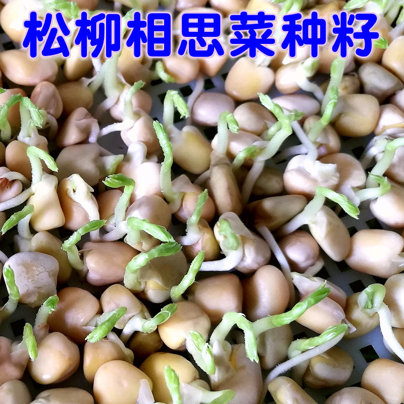 蔬菜芽苗菜籽松柳种子相思菜山黧豆马牙豆香三菱豌豆粮食饲料绿肥