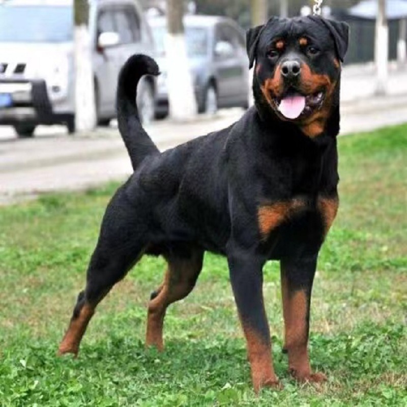 纯种罗威纳幼犬活体罗威纳犬幼崽德系罗威纳巨型犬警犬看家护卫犬