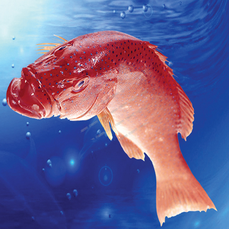东星斑鲜活石斑鱼生猛海鲜水产深海鱼燕尾斑冷冻批发酒楼商用零售