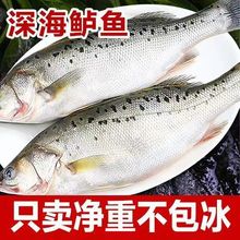 海鲈鱼新鲜冷冻海鱼特大海捕新鲜冰鲜速冻三去鲈鱼3条