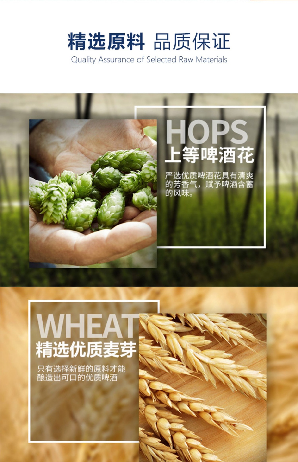 青岛特产青岛蓝宝石精酿原浆啤酒高浓度330ml24罐浑浊小麦白啤酒