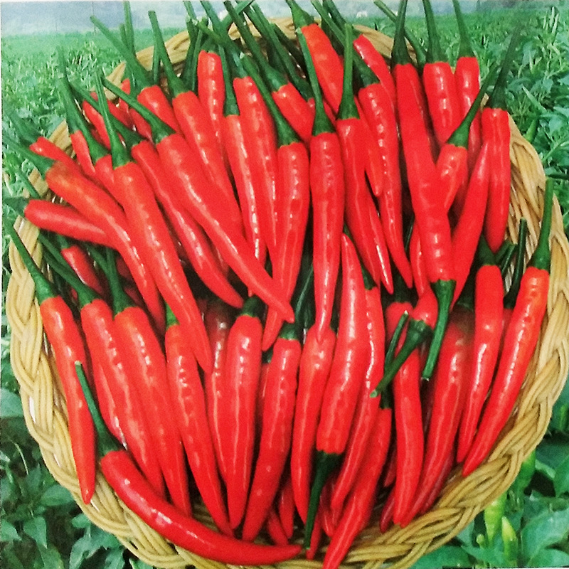 单身贵族朝天椒种子超辣辣椒籽种农家菜园阳台盆栽高产蔬菜种孑