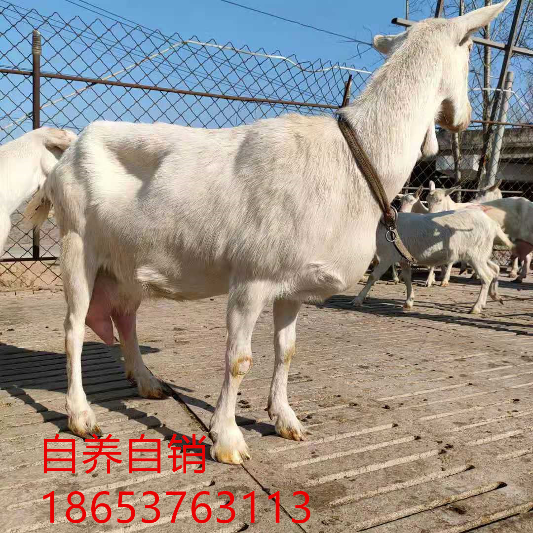 陕西奶羊价格 萨能奶山羊怎么样 一只萨能奶羊公羊多少钱