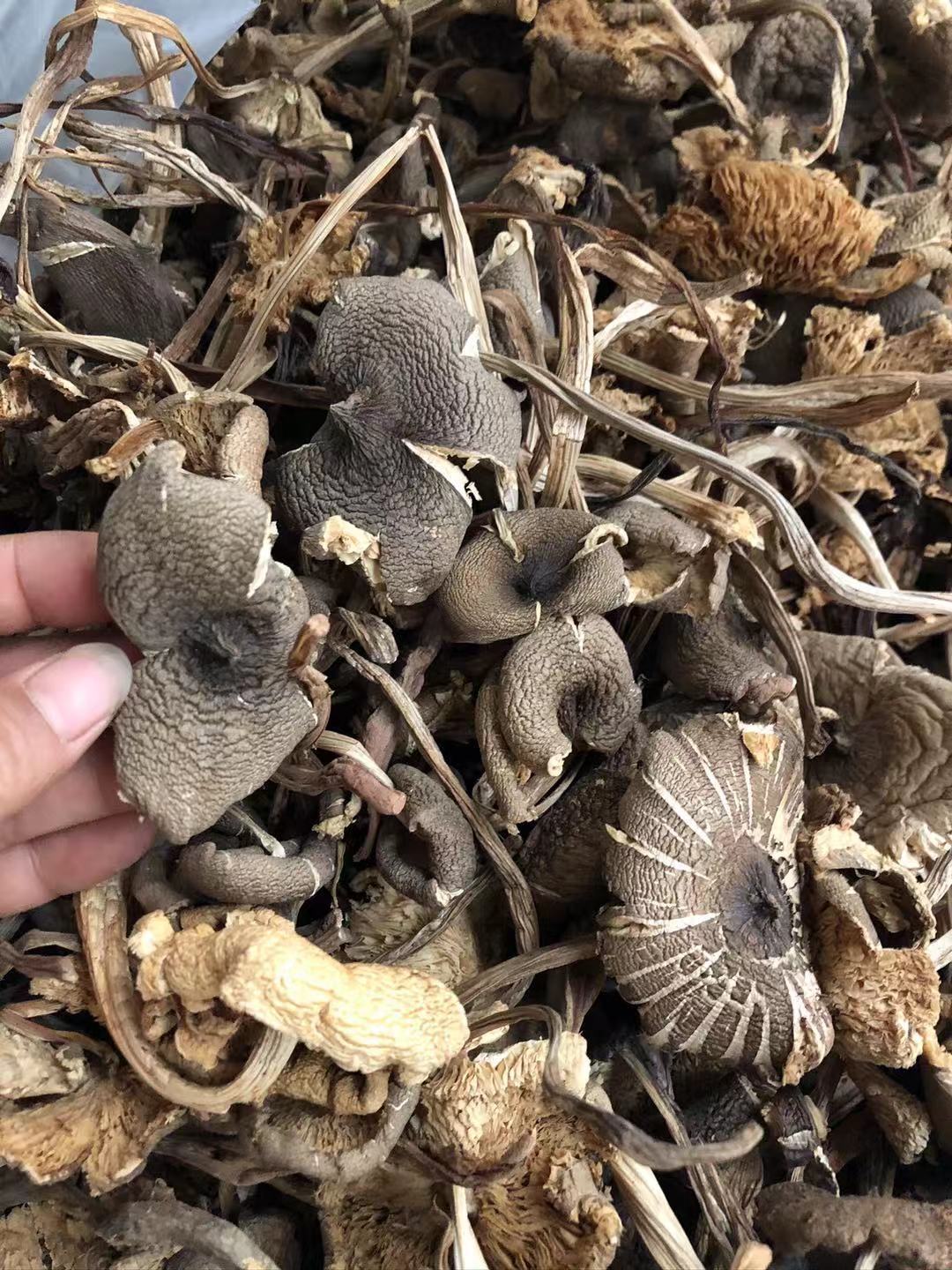 鸡枞菌干品 鸡枞菌 云南火把鸡枞 产地直销 食用菌批发